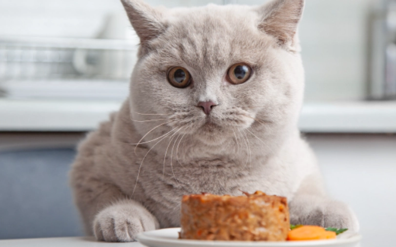 貓主食罐頭挑選