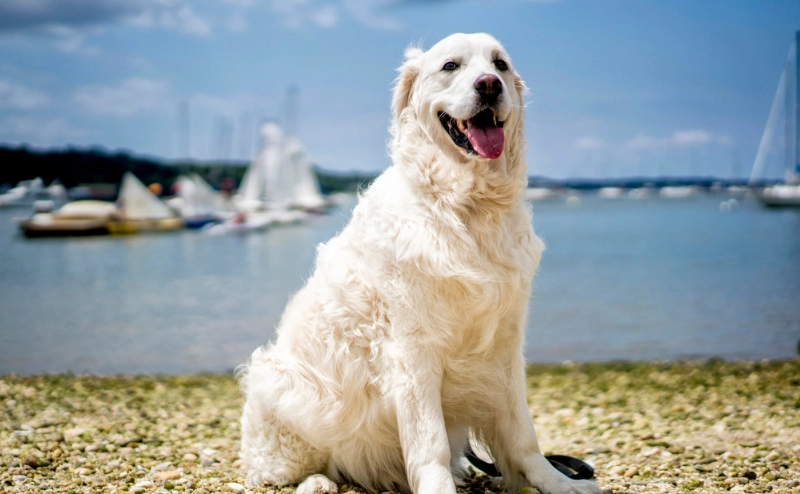 英系黃金獵犬飼養全攻略：從挑選到照顧的完整指南