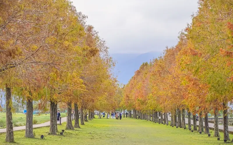 六甲落羽松秘境之旅：周邊美食地圖與隱藏版小吃全攻略