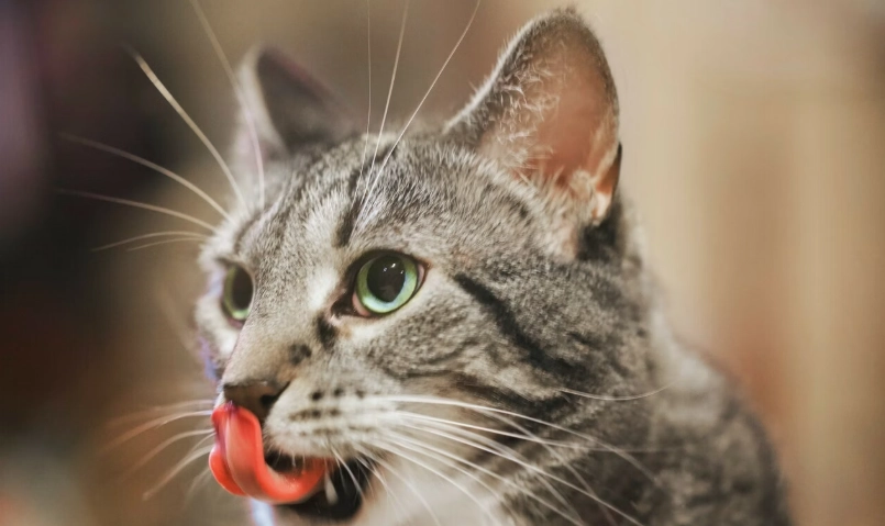 貓咪吐完整飼料？獸醫解析5大原因與緊急處理步驟