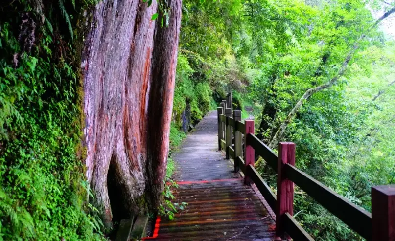 觀霧森林遊樂區