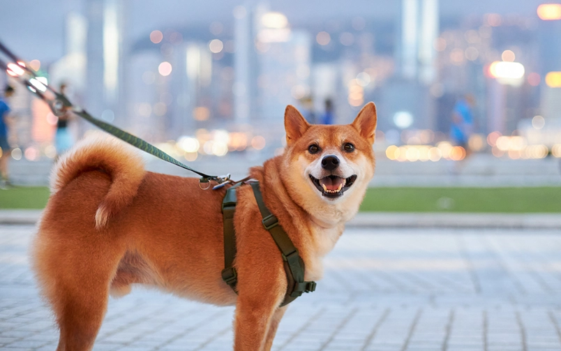 狗狗散步最佳時機