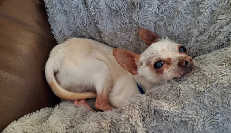 狗狗胰臟炎護理