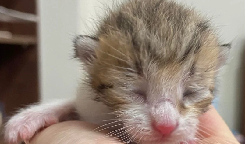 新生小貓眼睛護理