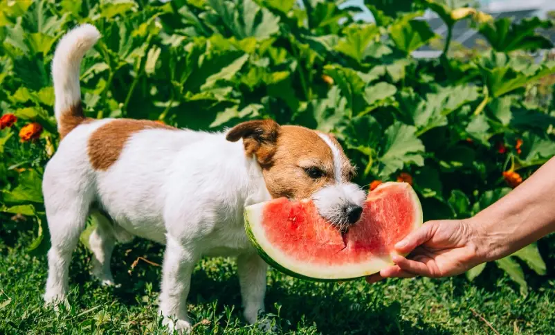 狗狗吃西瓜安全嗎？獸醫解析餵食技巧與禁忌