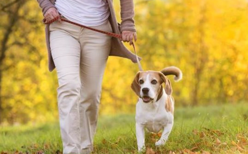 狗狗散步最佳時機