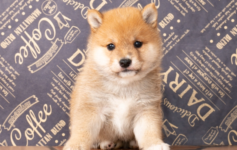 秋田犬、柴犬、豆柴大不同！一次搞懂飼養與挑選攻略