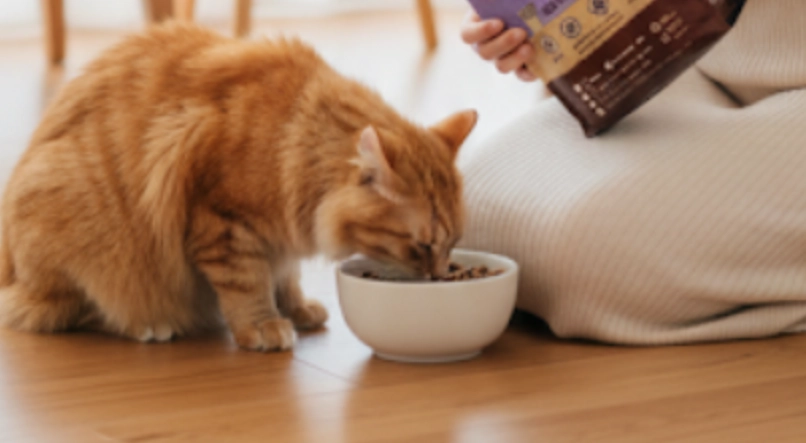 貓咪一天吃多少