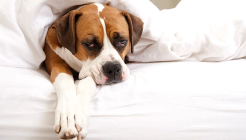 狗發燒處理方法