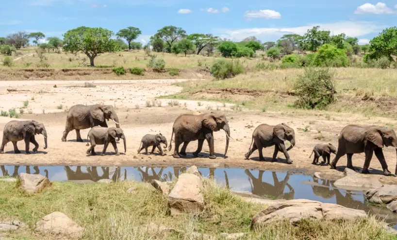 坦尚尼亞塞倫蓋提旅行團