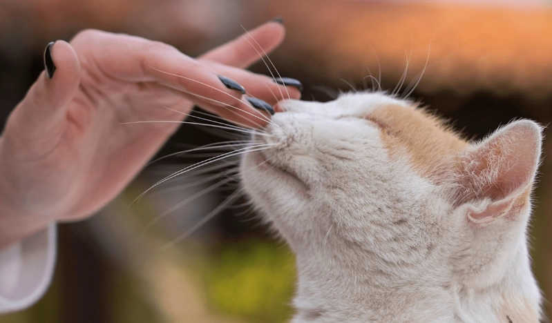 貓喜歡被摸哪？十年貓奴揭秘貓咪最愛撫摸部位與避坑指南