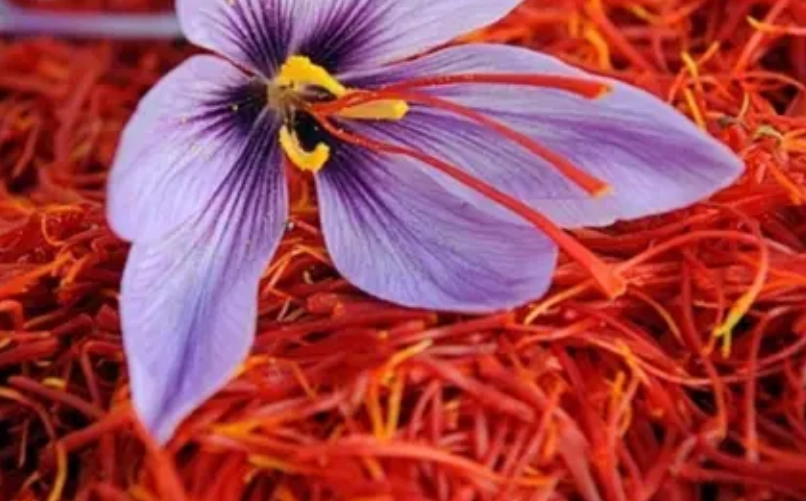 藏红花使用方法