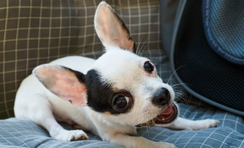 狗狗感冒會自己好嗎