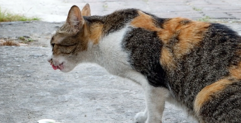 貓咪嘔吐原因全解析：從症狀到處理的完整指南