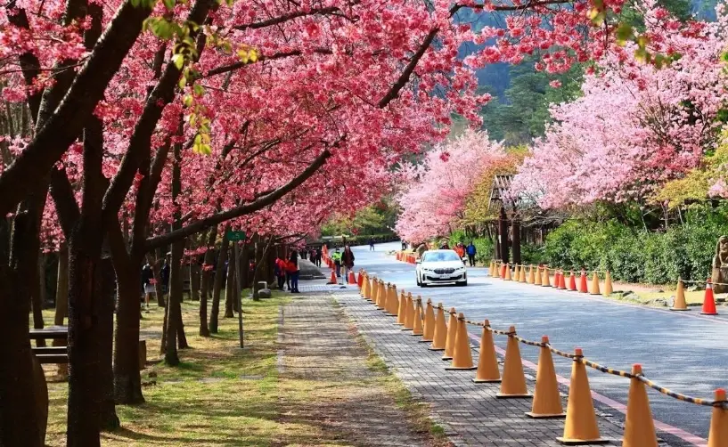 武陵農場怎麼玩？完整旅遊攻略、景點推薦與行程規劃