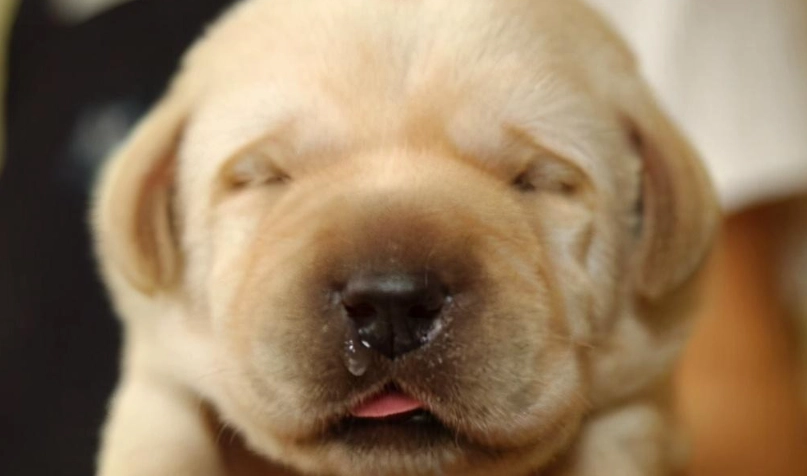 狗狗流鼻水怎麼辦？獸醫親授判斷與處理全攻略