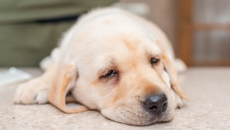 狗 感染 腸病毒