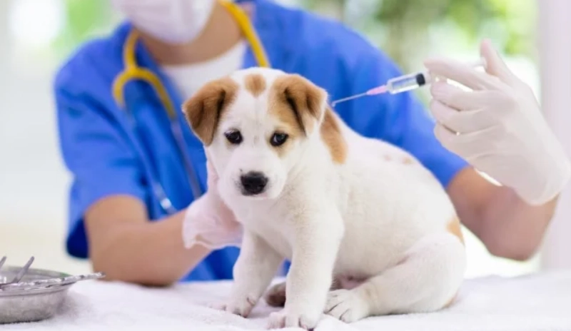 狗預防針多久打一次