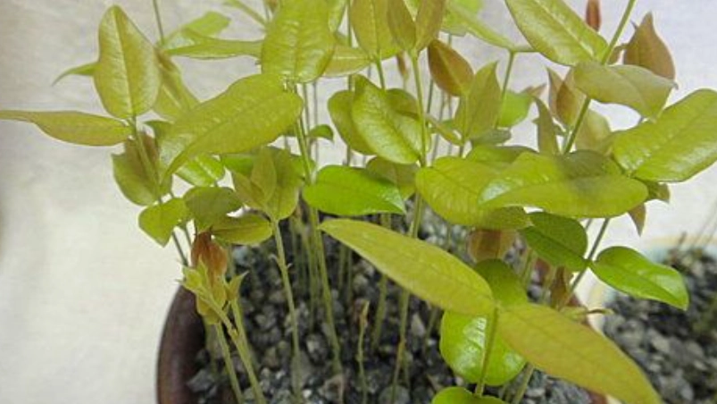 盆栽嘉寶果照顧