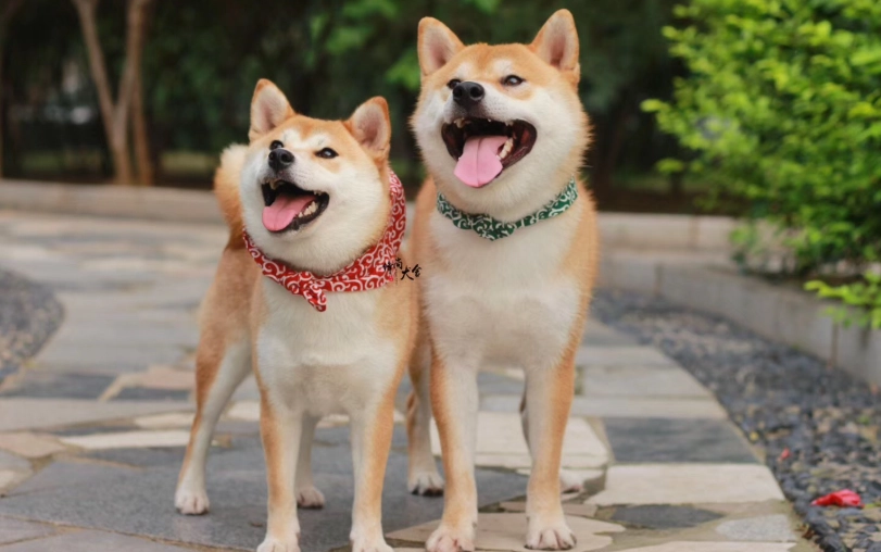 柴犬智商解析：牠們是聰明還是固執？破解飼主常見迷思