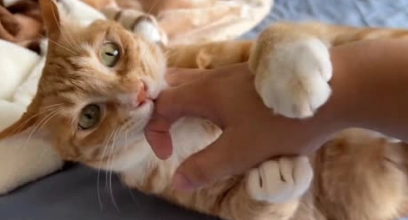 貓咪討厭你的表現：10個警告信號與關係修復指南