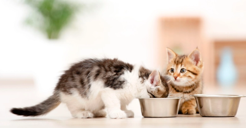 幼貓貓糧選購指南：專家教你挑對營養好糧