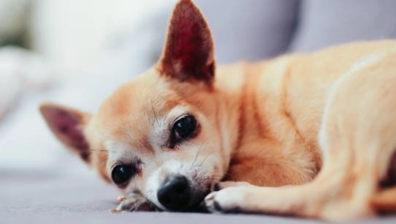 胰臟炎狗狗飲食