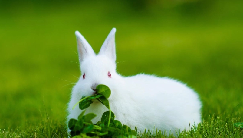 感冒會傳染給兔子嗎？獸醫專業解答與實用預防指南