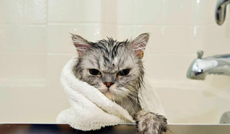 貓咪洗澡技巧