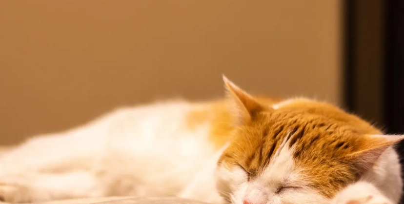 貓躺著甩尾巴意思