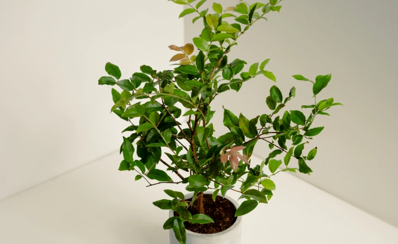 盆栽嘉寶果照顧