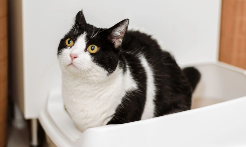 貓咪拉肚子吃什麼？獸醫推薦飲食指南與禁忌食物清單