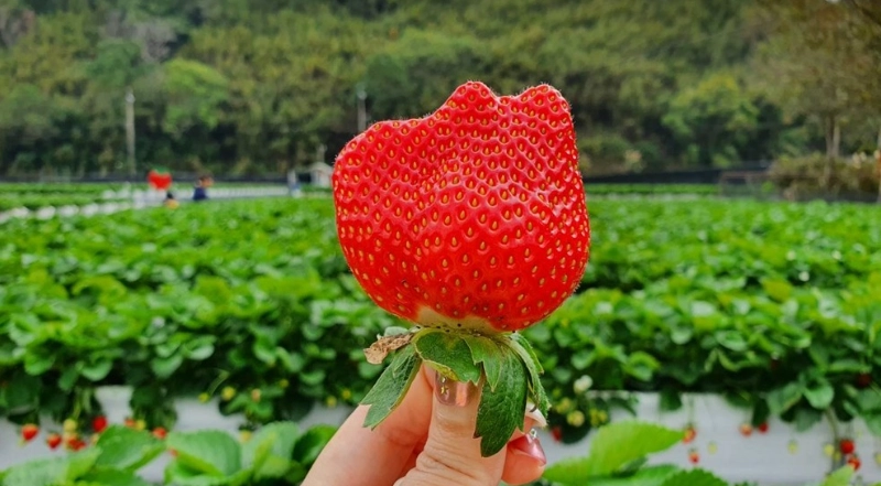 大湖採草莓推薦：熱門農場、交通攻略與採摘技巧全指南