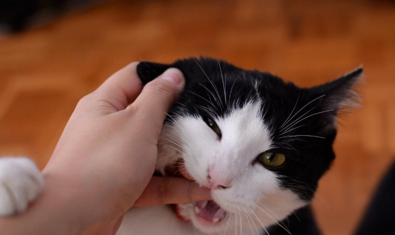 貓咪討厭的10種人類行為：專家教你如何從黑名單除名