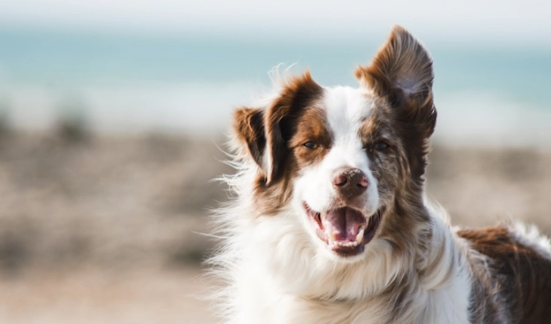 狗狗吐黃水原因