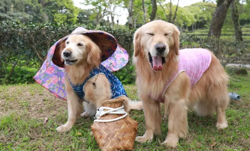 台灣農場帶寵物