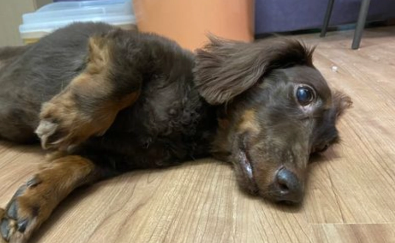 狗狗嘔吐黃水怎麼辦