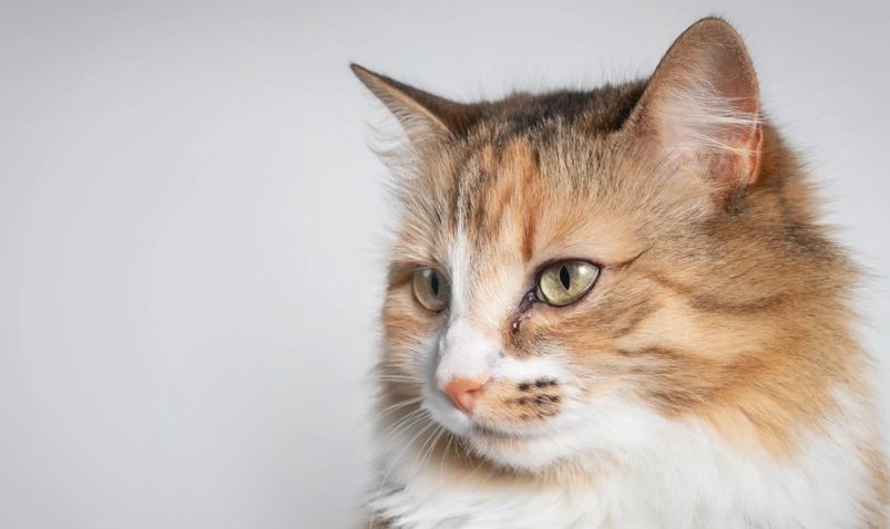 猫咪眼睛发炎会自己好吗？兽医师的完整分析与居家护理指南