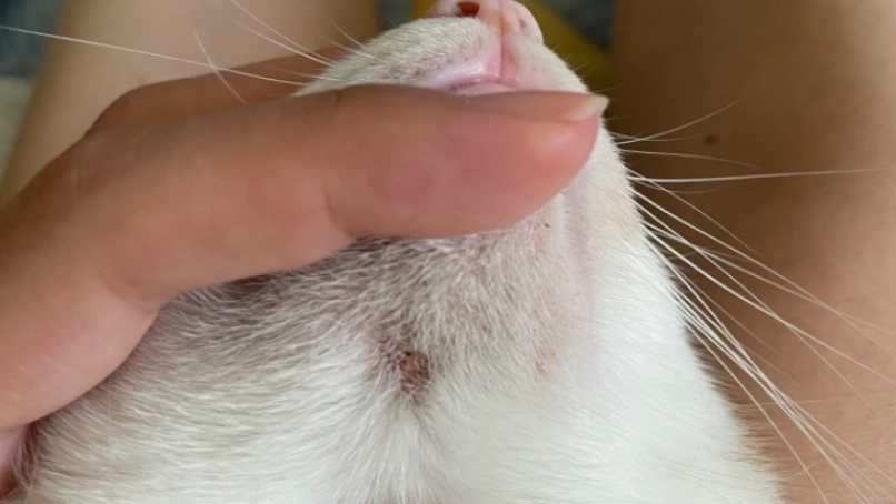 猫咪毛囊炎原因大解析：從黑下巴到皮膚紅腫的預防與治療全攻略