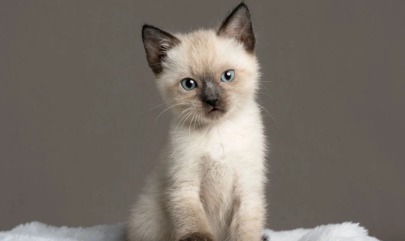 暹羅貓健康照顧