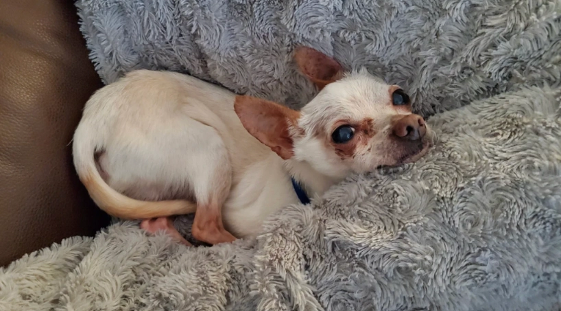 狗狗胰臟炎症狀