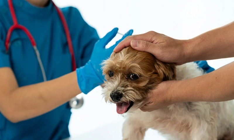 毛爸媽必讀！犬核心疫苗完整指南：保護狗狗一生的關鍵防護