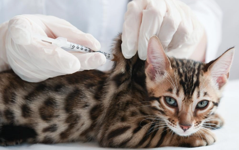 貓咪打完預防針懶懶的？獸醫解析原因與5大實用護理步驟