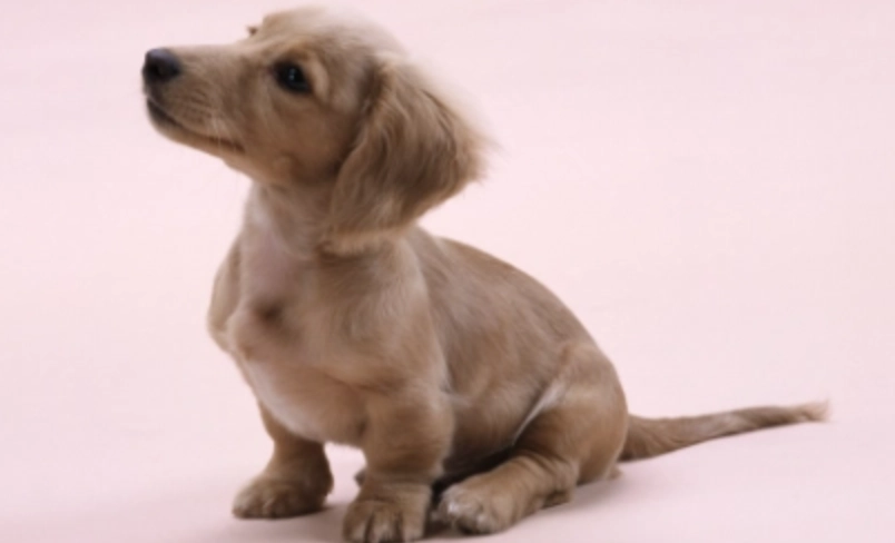 狗 感染 腸病毒