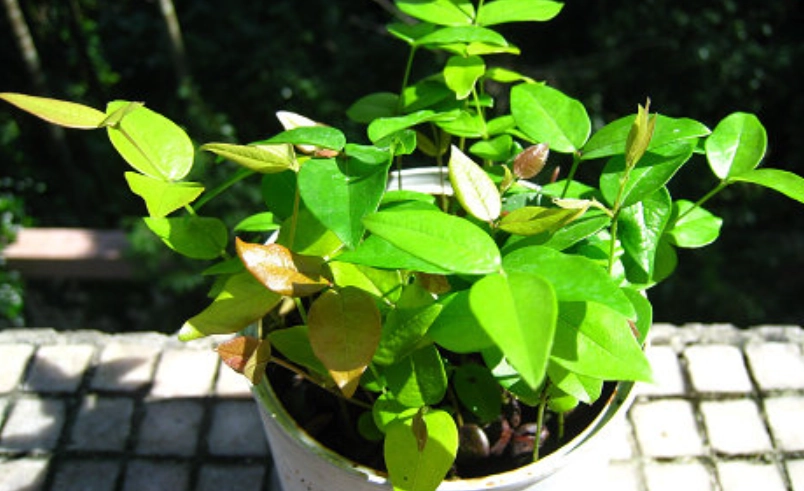 嘉寶果盆栽終極指南：從入門到結果的完整攻略