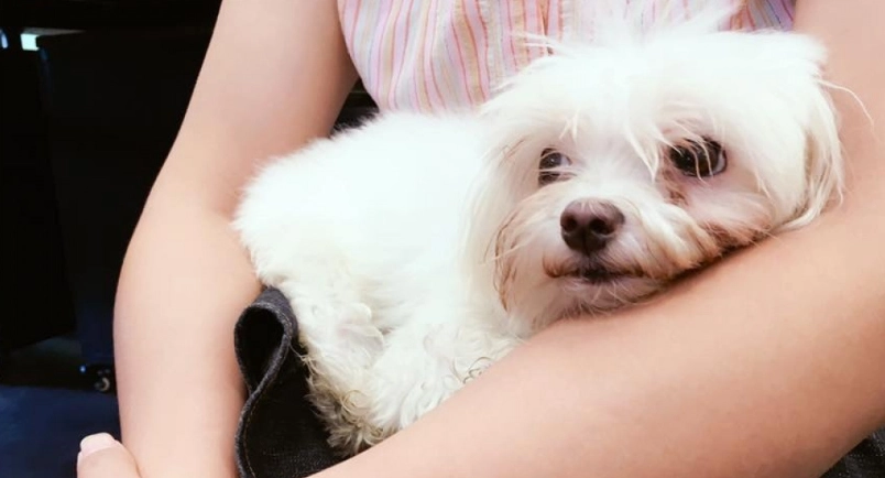 腸病毒 傳染 狗