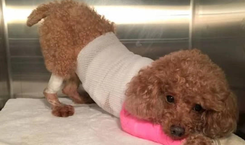 狗狗胰臟指數飲食