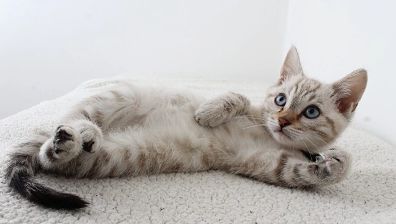 貓咪接種後護理