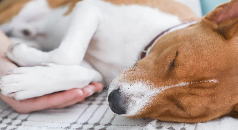 狗狗死後身體柔軟是正常現象嗎？寵物殯葬師的專業解析