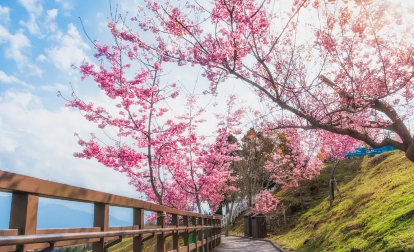 台灣賞櫻花全攻略：最佳地點、花期與避開人潮秘訣